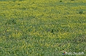 VBS_5283 - La solita strada... il grano da crescere, i campi da arare...